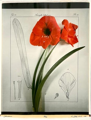 Betty Hahn, Large Format Polaroid Photograph Still Life Color Photo Dye Print Betty Hahn Art, 1980