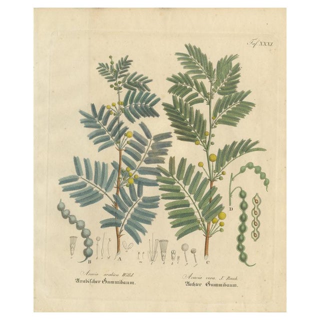 Acacia Arabica and Acacia Vera, 1800s, Paper For Sale - Image 10 of 10