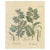 Acacia Arabica and Acacia Vera, 1800s, Paper For Sale - Image 10 of 10