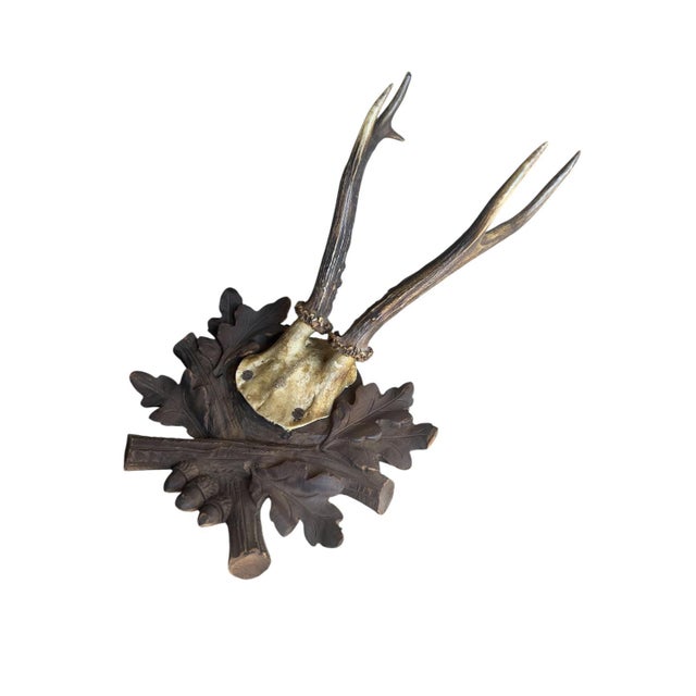 Roe deer trophy mounted on a wood plaque with acorns and oak leaves, 13"H x 7"W x 5.75"D