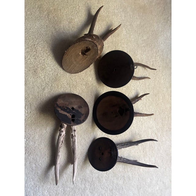 Mounted Roe Buck Antlers, Set of Five For Sale - Image 11 of 16