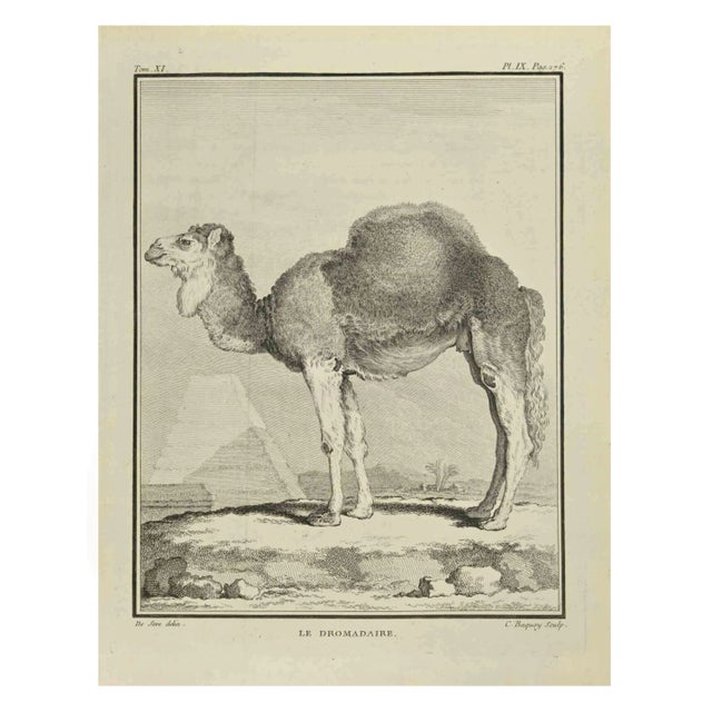 Jean Charles Baquoy, Le Dromadaire, Etching, 1771 For Sale