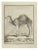 Jean Charles Baquoy, Le Dromadaire, Etching, 1771 For Sale