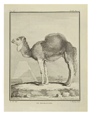 Jean Charles Baquoy, Le Dromadaire, Etching, 1771