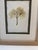 2020s Framed Pair of Pressed Hydrangea Blossoms For Sale - Image 5 of 13