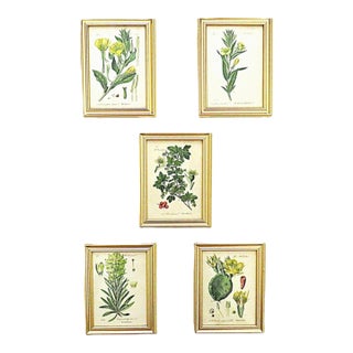 Set of 5 Antique Botanical Prints Framed Floral Flowers For Sale