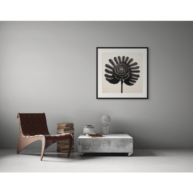 A striking black-and-white botanical print featuring Dryopteris Filix, meticulously restored and remastered from an...