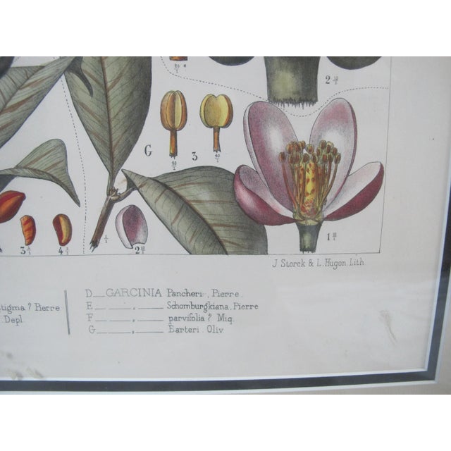 Early 20th Century Antique L Pierre & E Delpy Hand Colored Framed Botanical Print Plate 89 For Sale - Image 5 of 9
