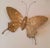 Vintage Solid Brass Butterfly Wall Sculpture Large XL For Sale - Image 13 of 13