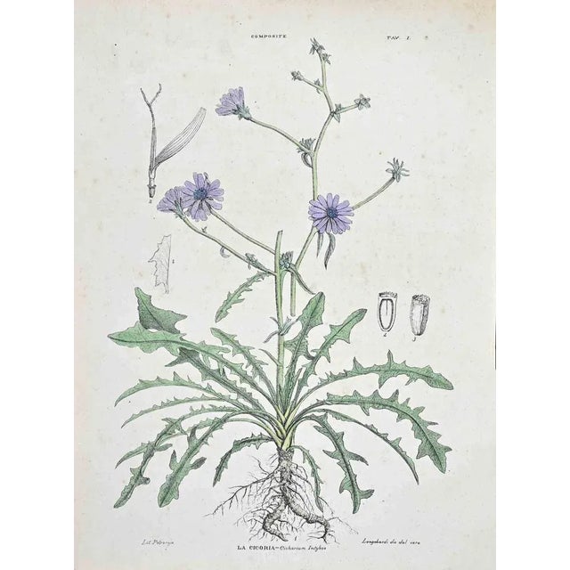 Lithograph hand watercolored. Plate from "Atlante di Botanica popolare ossia Illustrazione di Piante Notevoli di ogni...