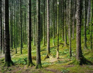 Guy Sargent, Loch Oich, Photograph