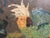 1920s Still Life Floral and Cockatoo Painting, Attrib to Geoffrey Holt For Sale - Image 10 of 18