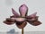 Chinese Chinese Enamel on Brass Lotus Flower For Sale - Image 3 of 9