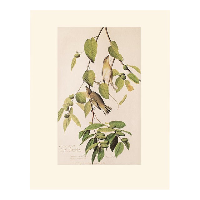 1966 Vintage Cottage Print "Autumnal Warbler" After John James Audubon For Sale