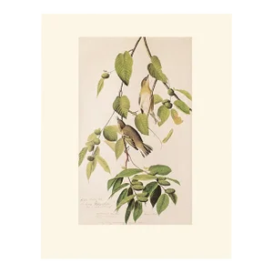 1966 Vintage Cottage Print "Autumnal Warbler" After John James Audubon