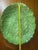 Vintage Otagiri Farmhouse Cottagecore Large Oval Cabbage Serving Platter 15” For Sale In Phoenix - Image 6 of 6