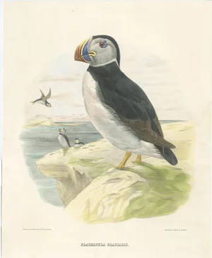 Large-Bill Puffin, 1868, Print