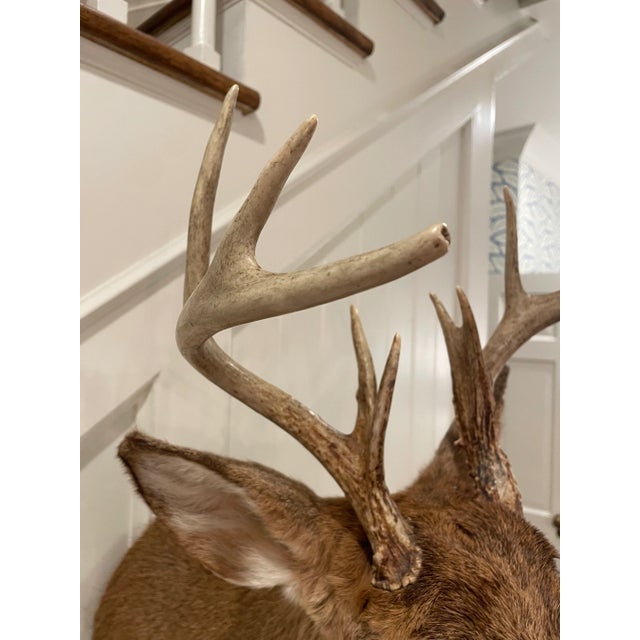 Vintage Taxidermy Deer Head Mount For Sale In Nashville - Image 6 of 10