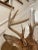 Vintage Taxidermy Deer Head Mount For Sale In Nashville - Image 6 of 10
