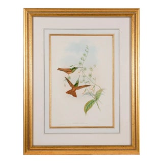 Bolivian Rainbow Hummingbirds: A Framed 19th C. Hand-Colored Lithograph by John Gould and Henry Constantine Richter, 1862-1873 For Sale