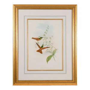 Bolivian Rainbow Hummingbirds: A Framed 19th C. Hand-Colored Lithograph by John Gould and Henry Constantine Richter, 1862-1873