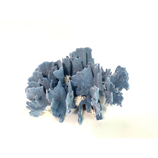 Natural Blue Coral specimen features spots of white coral that attached itself while forming. Has a cut and polished base...