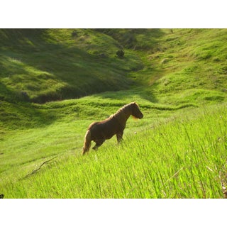 Gaétan Caron "Stallion in Green Meadow" Mendocino, Ca 2010 For Sale