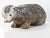 Reconstituted Stone Badger Garden Ornament, England 1960s For Sale - Image 11 of 11