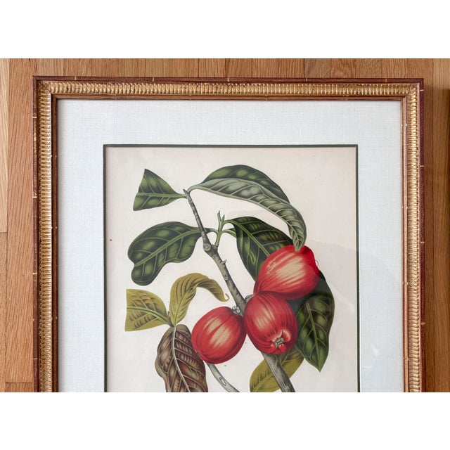 Vintage Botanical Floral Prints, l'Ile De Java, Framed, a Pair Reproduction For Sale - Image 4 of 12