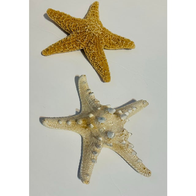 Sugar Starfish and a Knobby Starfish. These are an Impressive pair of natural Starfish. Rich textured surface, striking...