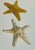Sugar Starfish and a Knobby Starfish. These are an Impressive pair of natural Starfish. Rich textured surface, striking...