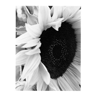 Paul Cooklin, Sunflower II, Edition of 50 For Sale