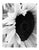 Paul Cooklin, Sunflower II, Edition of 50 For Sale