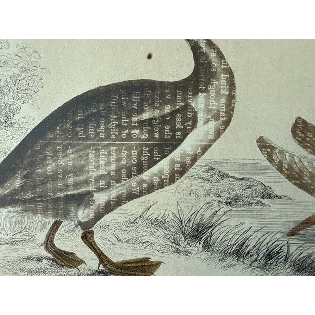 Framed Antique Print From Oliver Goldsmith's "A History of the Earth and Animated Nature" For Sale In Austin - Image 6 of 9