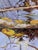 Early 21st Century Sticks and Stones by Sheri Farabaugh | Oil on canvas Reflection of water with branches and leaves For Sale - Image 5 of 5