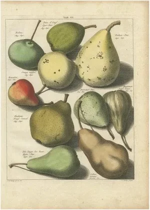 Knoop, Various Pears, 1758, Paper