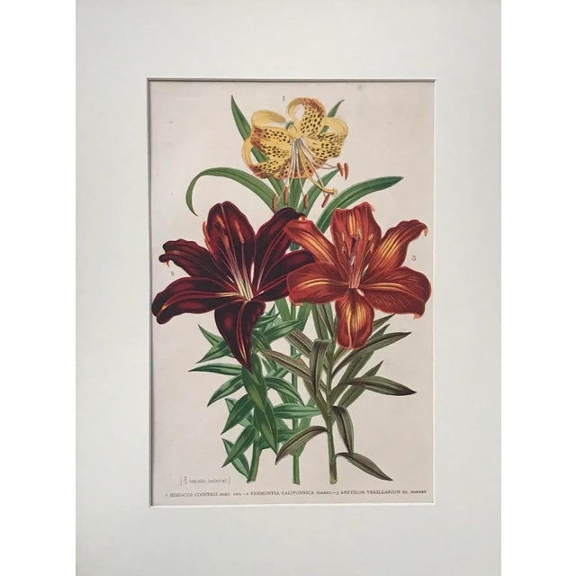 A Beautiful color lithograph a 19th Century botanical print of Hibiscus flowers from "The Garden – An Illustrated weekly...