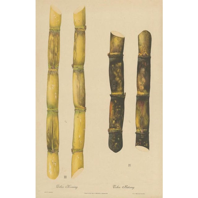 Antique sugarcane chromolithograph, teboe koening and teboe batoeng, java 1892 this large and visually striking...