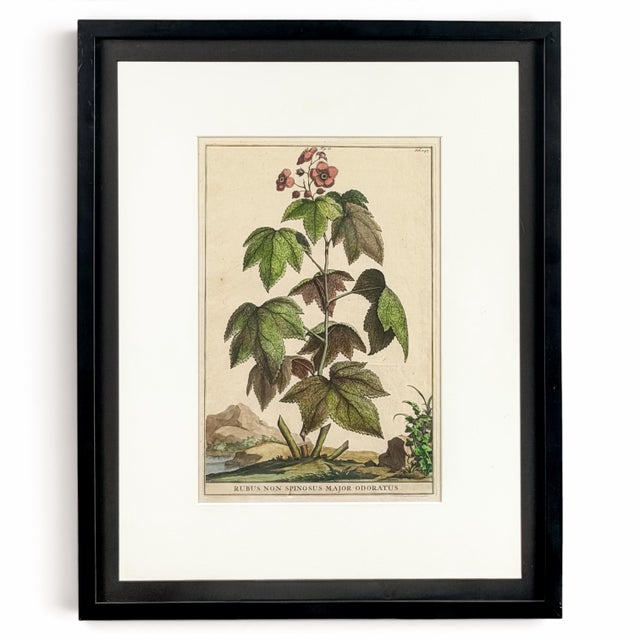 Beautifully presented in a black frame under glass, with broad white matting and a narrow black perimeter that visually...