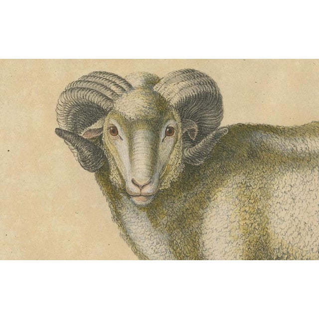 Paper Brodtmann, Spanish Sheep, Ewe, Lamb & Ram, Lithograph, 1816 For Sale - Image 7 of 9