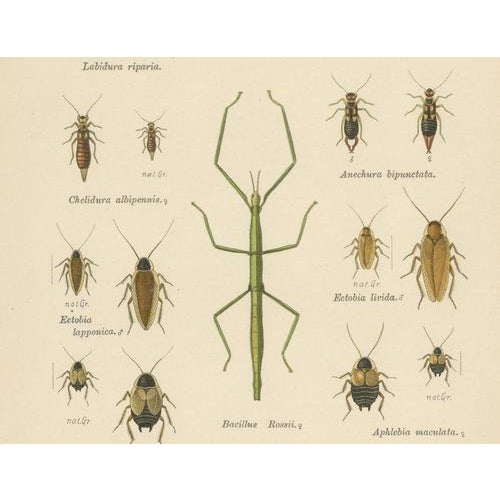 Paper Richard Tümpel, Mantis, Stick Insects & Grasshoppers, 1908, Lithograph, Set of 3 For Sale - Image 7 of 12