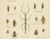 Paper Richard Tümpel, Mantis, Stick Insects & Grasshoppers, 1908, Lithograph, Set of 3 For Sale - Image 7 of 12