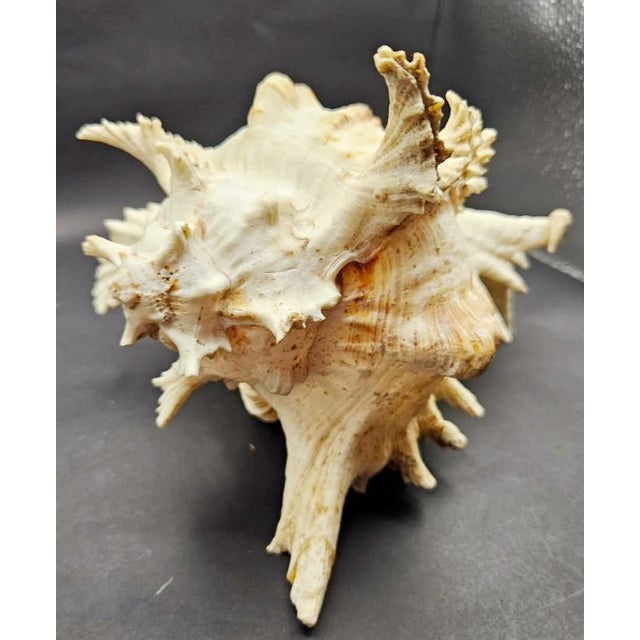Vintage South Pacific Australian Spiny White W Pink Conch Shell 9.5" X 8" X 7" For Sale - Image 11 of 12