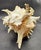 Vintage South Pacific Australian Spiny White W Pink Conch Shell 9.5" X 8" X 7" For Sale - Image 11 of 12