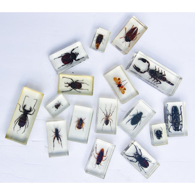 Mid-Century Modern Large Vintage Collection of 39 Lucite Encased Insect Study Specimens For Sale - Image 3 of 5