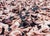 Late 20th Century Spencer Tunick Nude Installation C-Print For Sale - Image 5 of 6