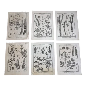 Antique 18th Century Black & White Botanical Copperplate Engravings - Set of 6