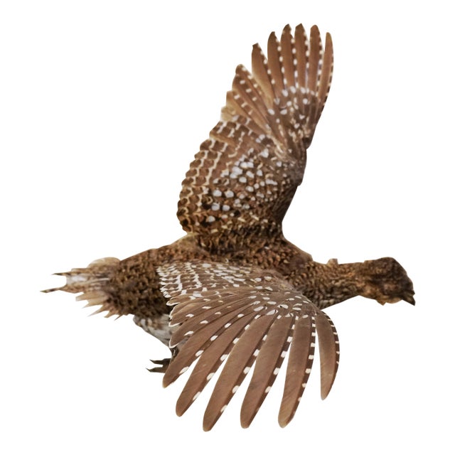 Taxidermy Pheasant Hen With Wood Accent For Sale