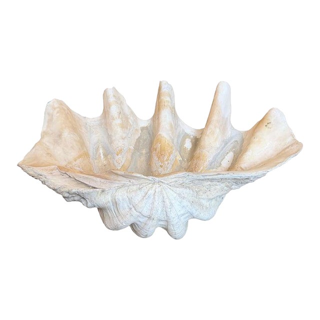 Monumental Natural Tridacna Clam Shell Planter / Jardinière For Sale