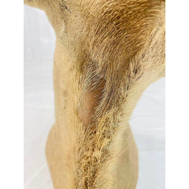 Vintage Mounted Antelope Taxidermy Wall Mount With Long Horns, Estate Find For Sale - Image 11 of 18